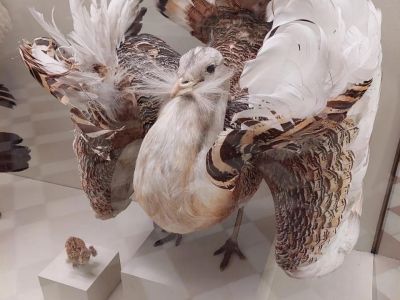 Зоологический музей Для школьной группы