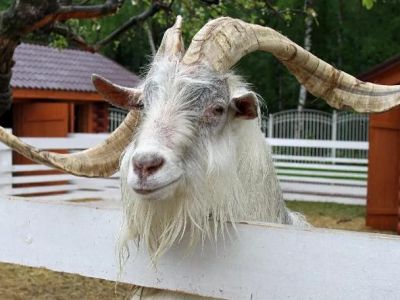В гости в контактную деревню для младших школьников