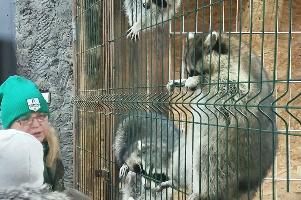 Секрет настоящего северного праздника на Зооферме Шихово