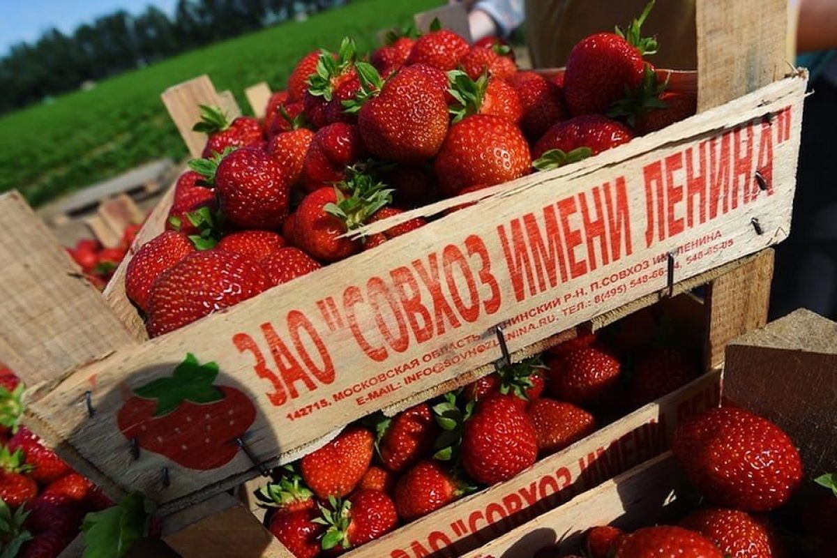Выпускной в «Земляничном городе» Совхоз им. Ленина