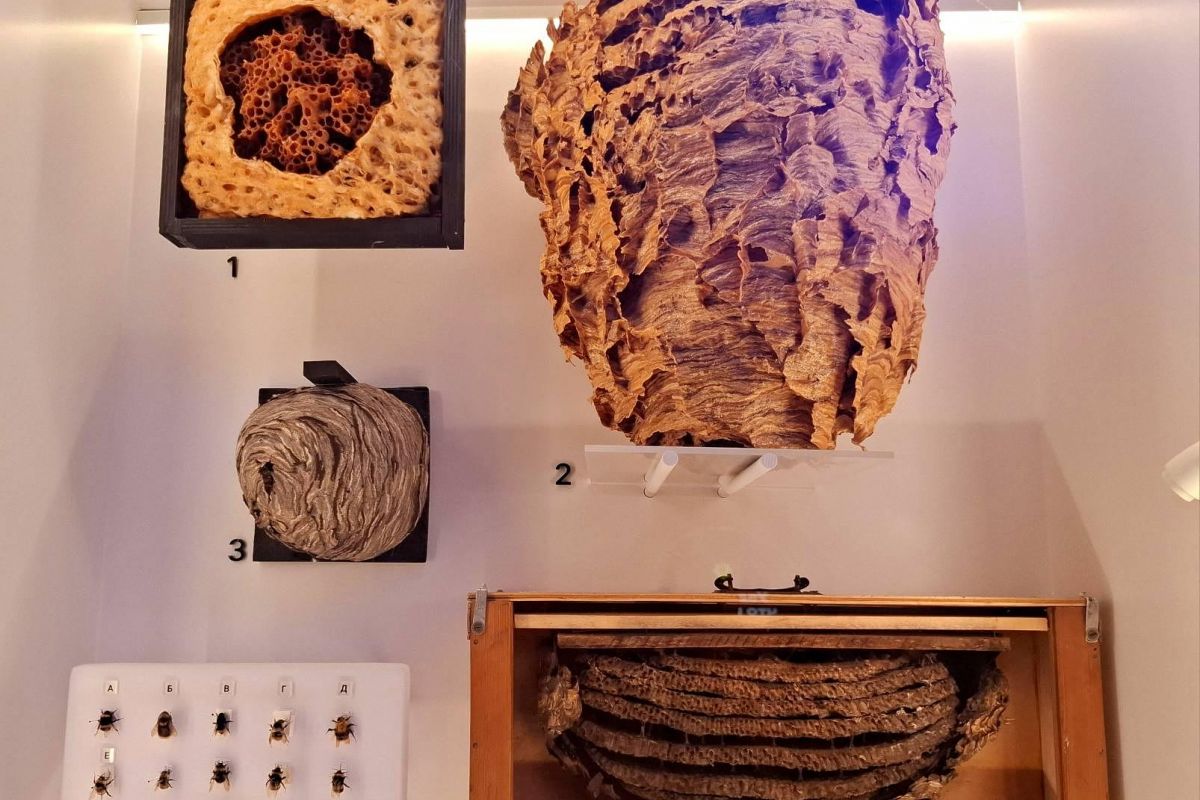 Олимпиада «Музеи. Парки. Усадьбы». Биомузей ВДНХ. Школьники